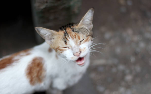 gato maullador - miaowing fotografías e imágenes de stock