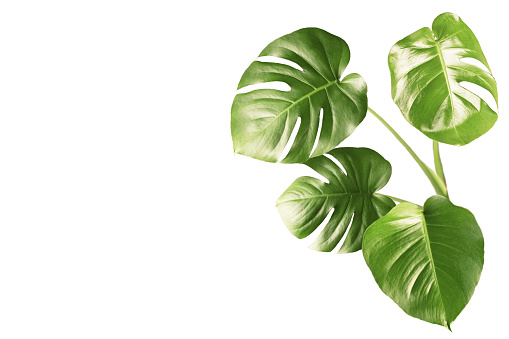 Monstera. Monstera leaves isolated on white background.