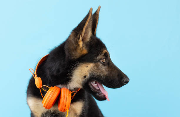 perro pastor alemán cachorro en auriculares, fondo aislado azul claro. el concepto de mascotas escuchar música - german shepherd audio fotografías e imágenes de stock