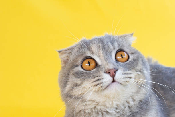 istock scottish fold grey cat. with big yellow eyes looks down studio shot. on yellow background 1331234402
