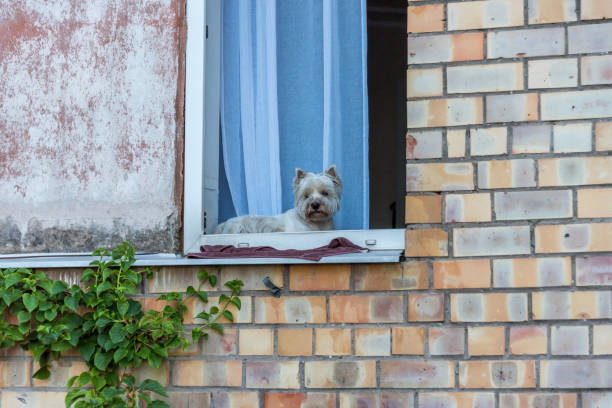 istock Cute Dog in a Window watching the World 1331235952