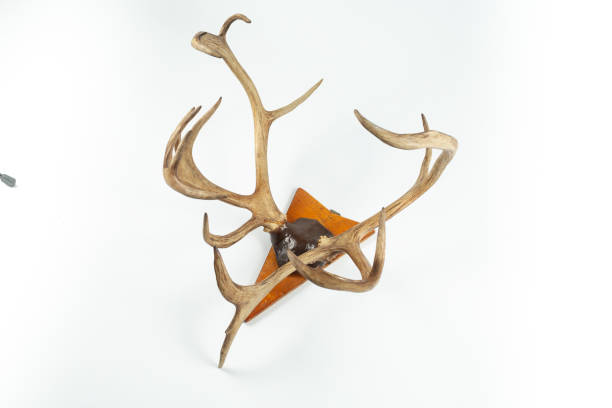 istock An angled view of a whitetail deer antler isolated on white 1331236110
