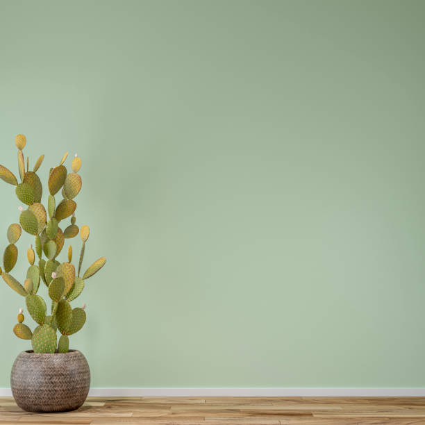 interior vacío sin amueblar con una gran planta en maceta - decoración de cactus y espacio de copia - poinsettia flower potted plant plant fotografías e imágenes de stock