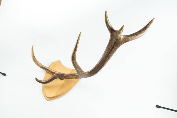 istock An angled view of a whitetail deer antler isolated on white 1331236149