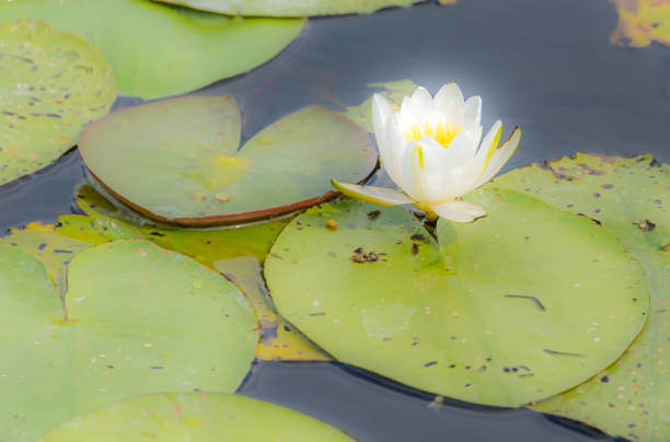 istock Water Lily on a River on a Sunny Summer Day 1331236151