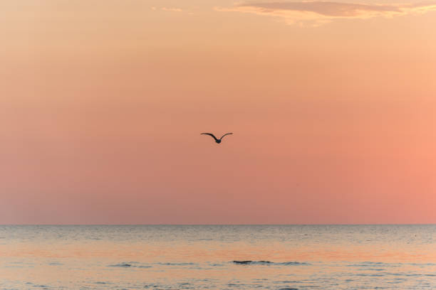 istock Orange Sunset on the Baltic Sea in Summer 1331236277