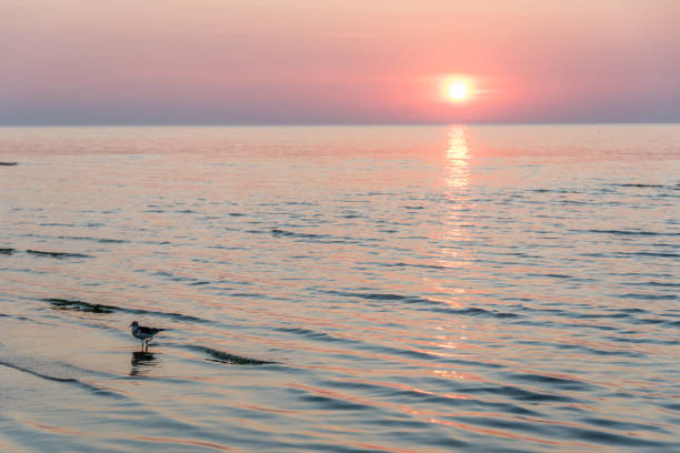 Pink Summer Sunset on the Baltic Sea