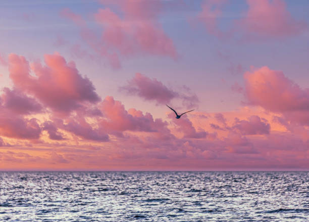 istock Pink Summer Sunset on the Baltic Sea 1331238669