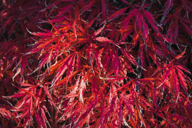 istock red autumnal japanese maple leaves, fall foliage background 1331239751