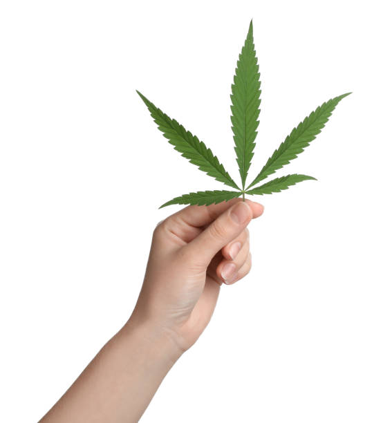 istock Woman holding hemp leaf on white background, closeup 1331239902