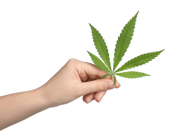 istock Woman holding hemp leaf on white background, closeup 1331240197