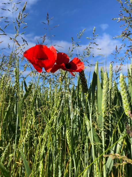 field poppies papaver rhoeas in flower at the edge of a wheat field - agricultural activity yorkshire wheat field imagens e fotografias de stock