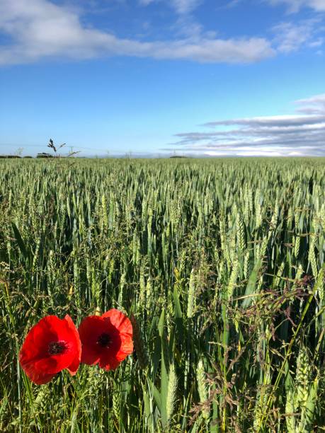 field poppies papaver rhoeas in flower at the edge of a wheat field - agricultural activity yorkshire wheat field imagens e fotografias de stock