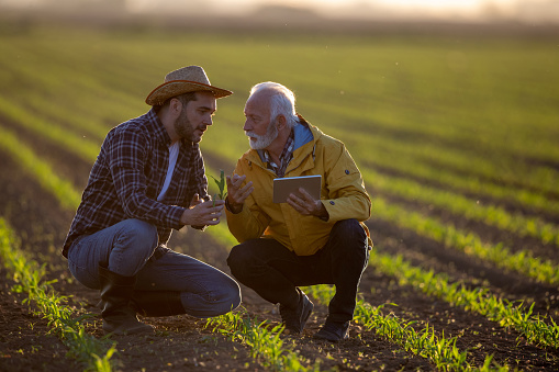 Farmers crouching in corn field using modern technology for agriculture. Two men showing corn plant seedling pointing explaining learning.
