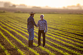 Two farmers shaking hands in corn field in spring
