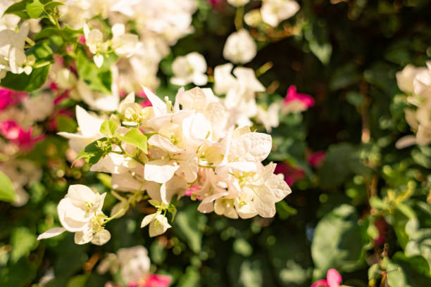 Close-up beautiful bright pink and white Bougainvillea flowers on folliage background Close-up beautiful bright pink and white Bougainvillea flowers on folliage background folliage stock pictures, royalty-free photos & images