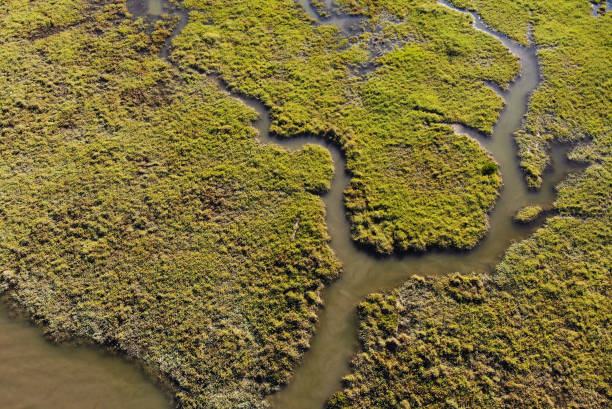 istock Tagus Estuary Nature Reserve 1331245655