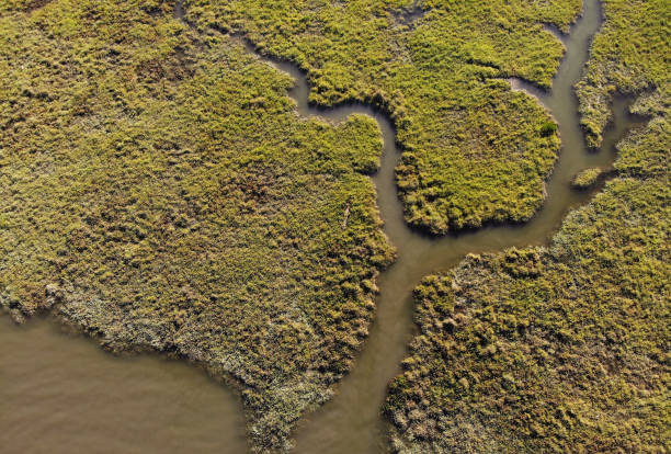 istock Tagus Estuary Nature Reserve 1331246806