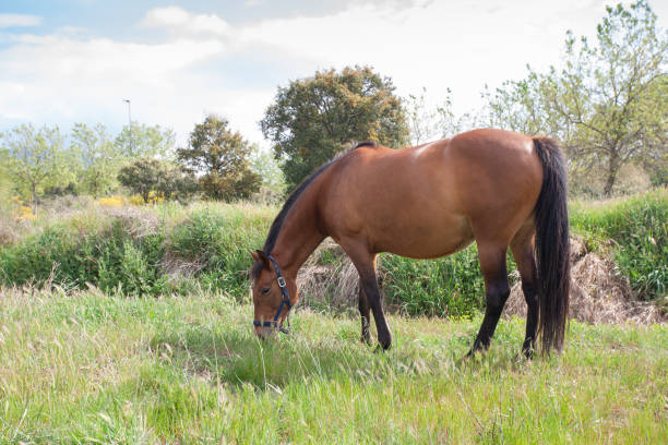 istock Horse grazing in the pasture 1331248148