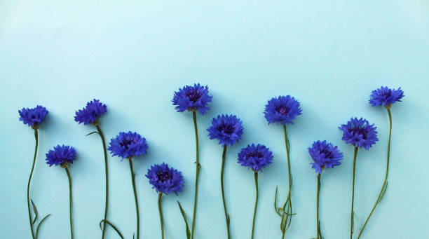 istock Flower line of blue cornflowers on a light blue background. Top view, flat lay. Empty space for a text 1331250650