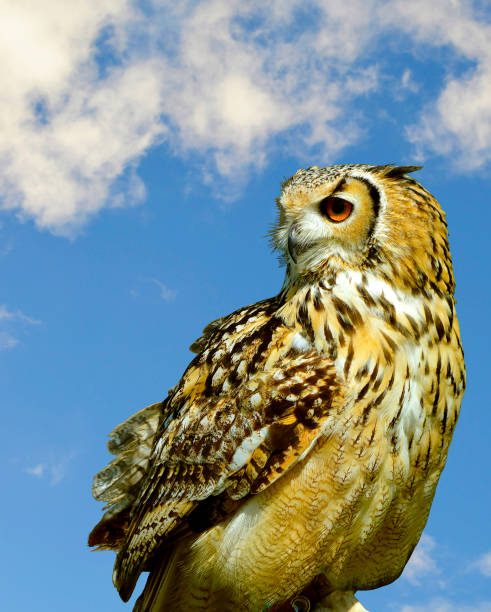 istock Eurasian eagle owl with blue sky 1331251128