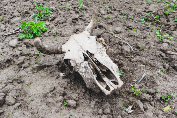 istock Cow skull on the field 1331251407