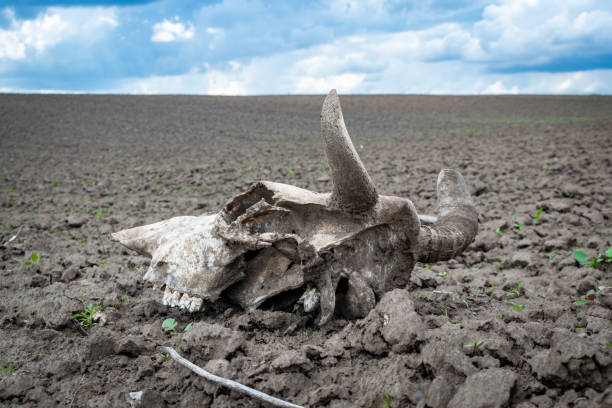 Skeleton of the head (skull) of a horned cow on dry ground from the heat on a bright hot day