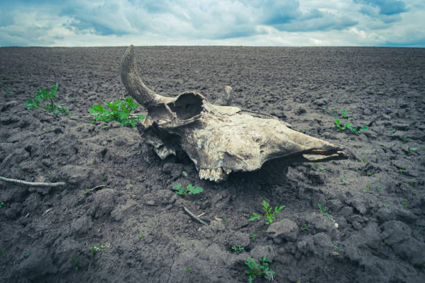 istock Cow skull on the field 1331251517