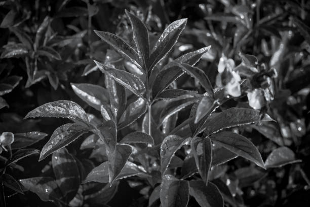 istock Leaves and drops in black and white 1331252287