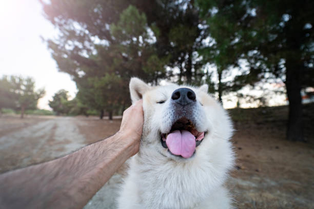 hand stroking a nordic dog in the forest