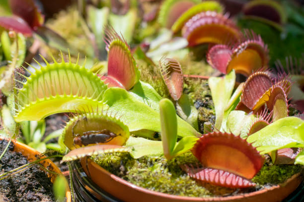 istock Venus fly traps open and awaiting insects for lunch 1331253032