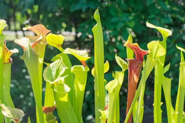 Beautiful carnivorous red and green pitcher plants.Green Sarracenia