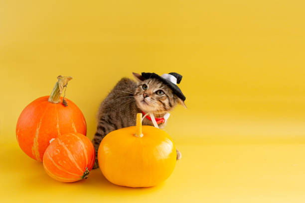 istock Kitten in a witch hat and three pumpkins on a yellow background. 1331254068