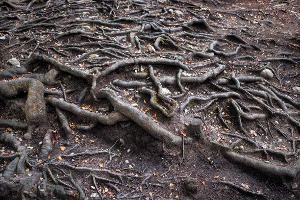 istock Strong roots of a tree in a forest. 1331254095