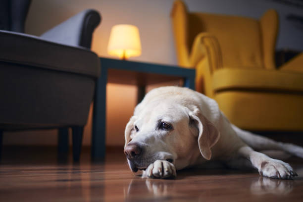 istock Senior dog waiting at home 1331255696