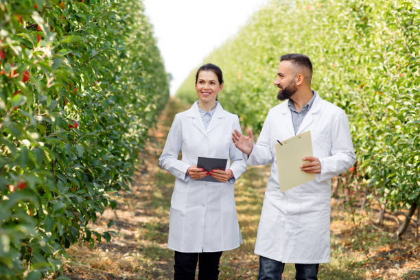 istock Agronomist check organic fruit orchard before harvesting at summer 1331256174