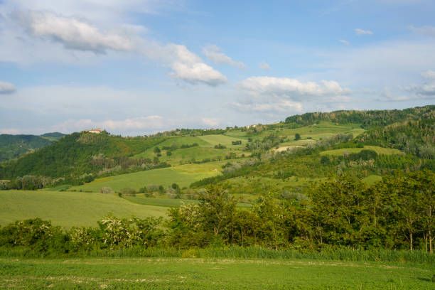 istock Vineyards in Oltrepo Pavese, italy, at springtime 1331256319
