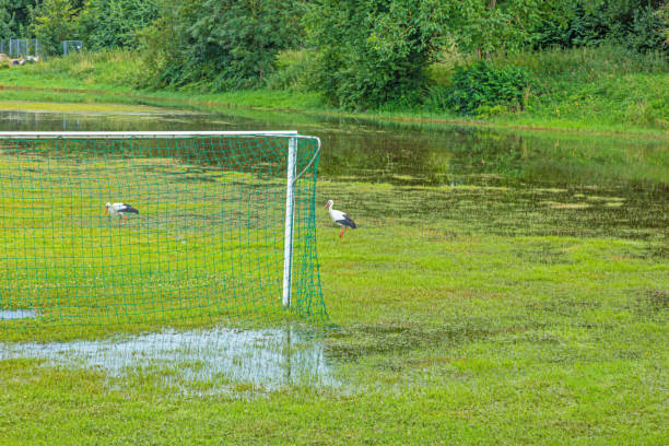 фотография затопленного футбольного поля после сильного дождя с патрулирующими аистами, ищущими еду - soccer field flash стоковые фото и изображения