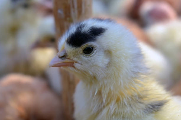 istock Closeup shot of a young chick on a blurred background 1331259354