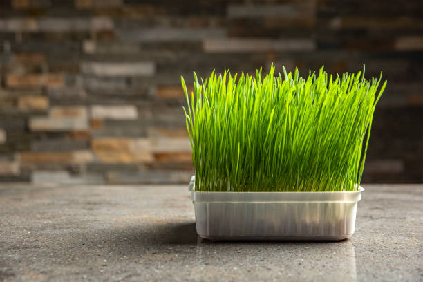 보리 잔디. 용기에 보리 ��곡물을 발아. 보리 콩나물 음식. 다이어트, 채식주의, 채식주의의 개념. 건강한 라이프스타일 - barley grass 뉴스 사진 이미지
