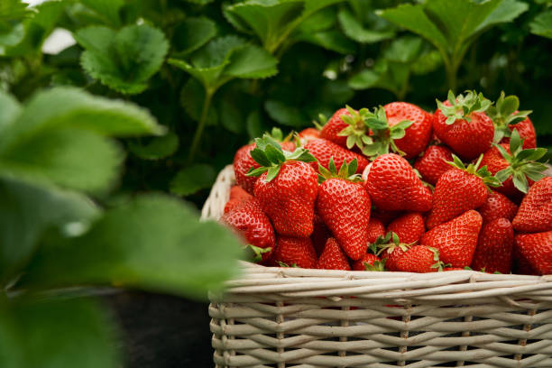 istock Wicker basket with healthy tasty red strawberries. 1331259607