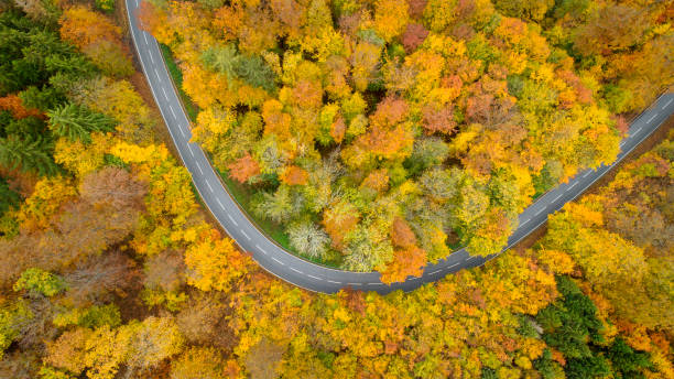 istock Road through autumnal forest - aerial view 1331262063