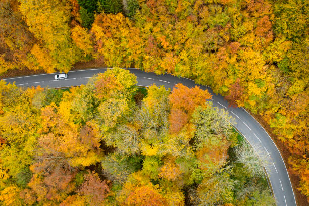 istock Road through autumnal forest - aerial view 1331262078