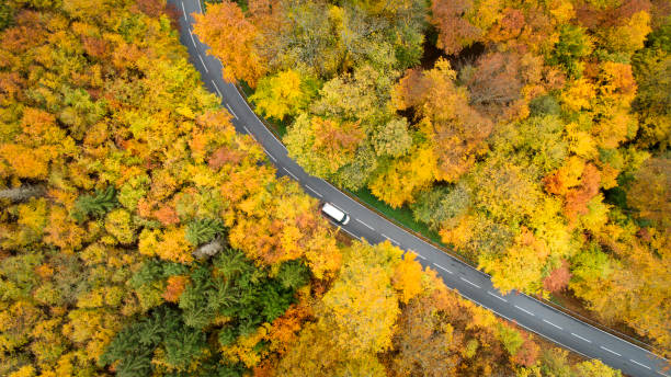 istock Road through autumnal forest - aerial view 1331262121