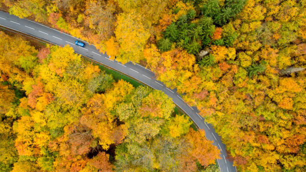 istock Road through autumnal forest - aerial view 1331262145