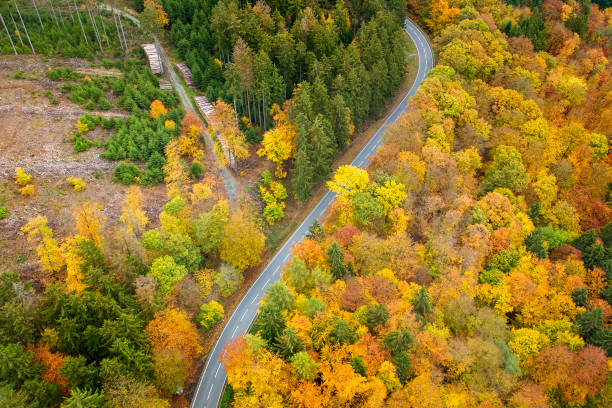 istock Road through autumnal forest - aerial view 1331262162
