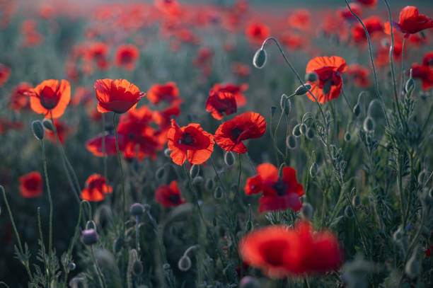 coquelicots rouges gros plan sur un champ sans fin avec une belle lumière du soleil. - poppy flower field red photos et images de collection