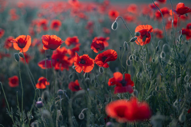 czerwone maki z bliska na niekończącym się polu z pięknym światłem słonecznym. - poppy field red flower zdjęcia i obrazy z banku zdjęć