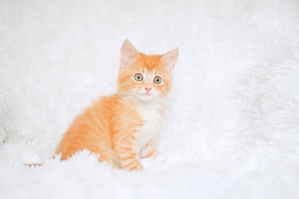 istock Red tabby kitten sitting on fur white blanket 1331265184