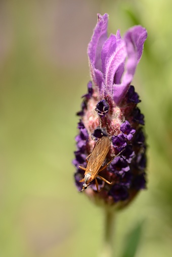 summer day: snipefly (  Rhagionidae)on top of a lavender flower.